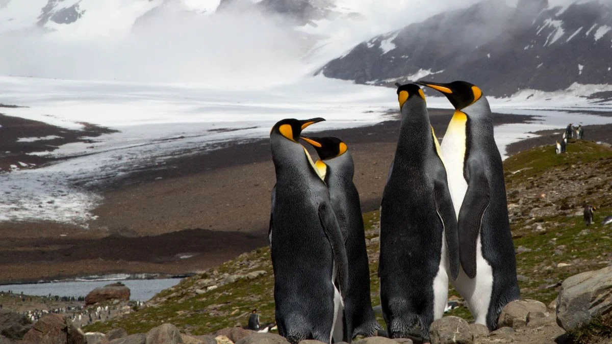 Penguins.jpg