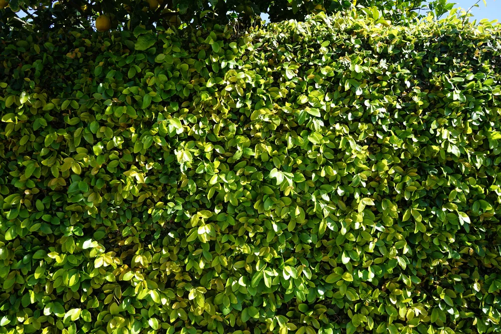  alan insisted on this green wall, los angeles 