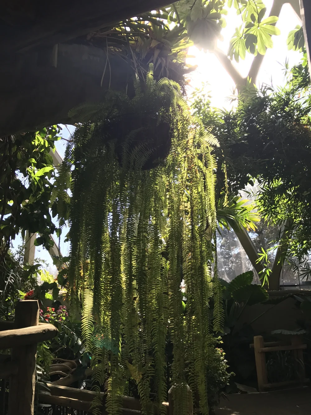  Okay, here are some actual botanics from Denver Botanical Gardens. 