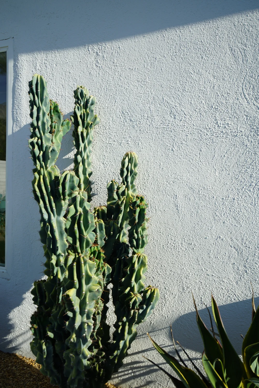  casual cactus 