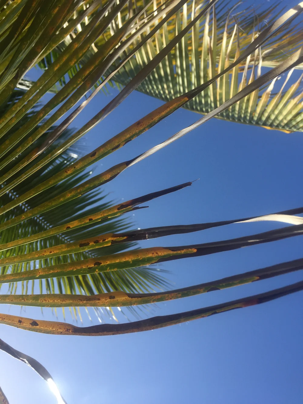  view up, resting on Calabash Bay Beach 