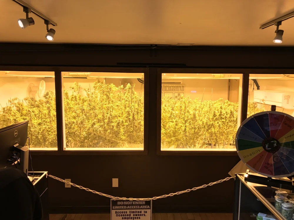  And yet another duh, your in Denver, you have to, kind of moment, I present you with  Sticky Buds , we obviously walked into almost all of the dispensaries Denver had to offer (me, being with Alan, is that enough said?... stoner) we decided to featu