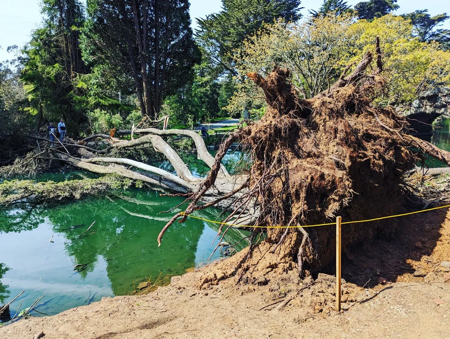 #goldengatepark #fallentree with a view.