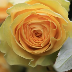 yellow-flower.jpg
