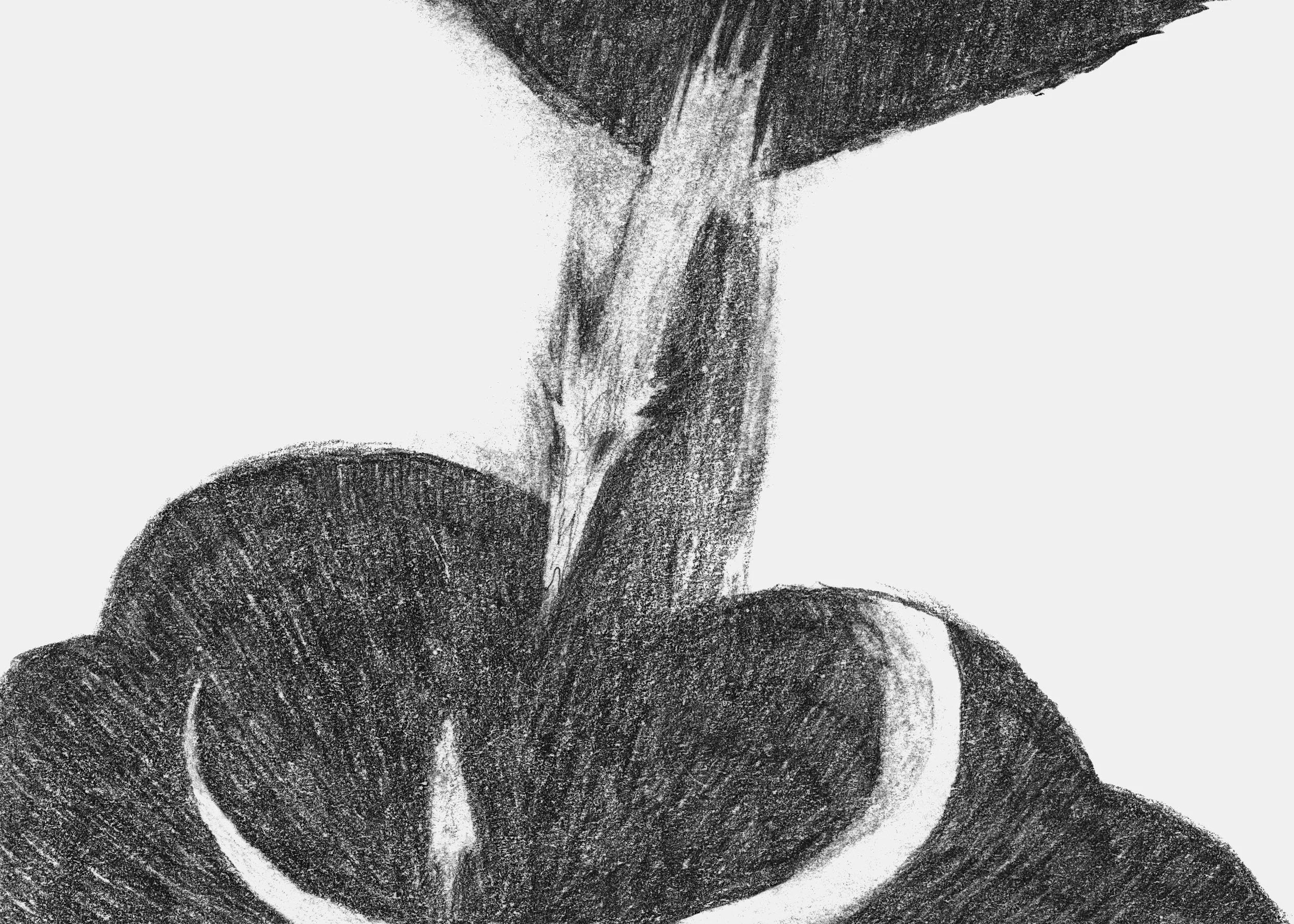 skorl 02_5x7.jpg