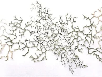 ReSeeding the City: Ethnobotany in the Urban - Opening reception October 26, Rhode Island State House, Lower Level Gallery