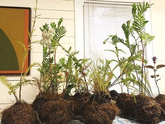 One Day Workshop: Kokedama in Your Landscape - Oct. 27 at the Providence Art Club