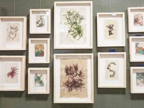 Invasive Beauty: New Works by May Babcock and Rebecca Volynsky, The Gallery at City Hall, Providence RI