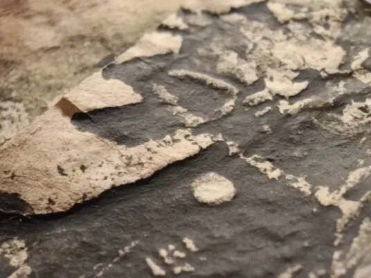 Studio Textures, Pulptypes, and a Noble & Wood Beater