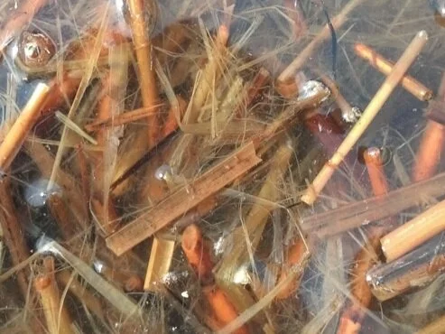 Phragmites Australis - Plants can be made into Paper