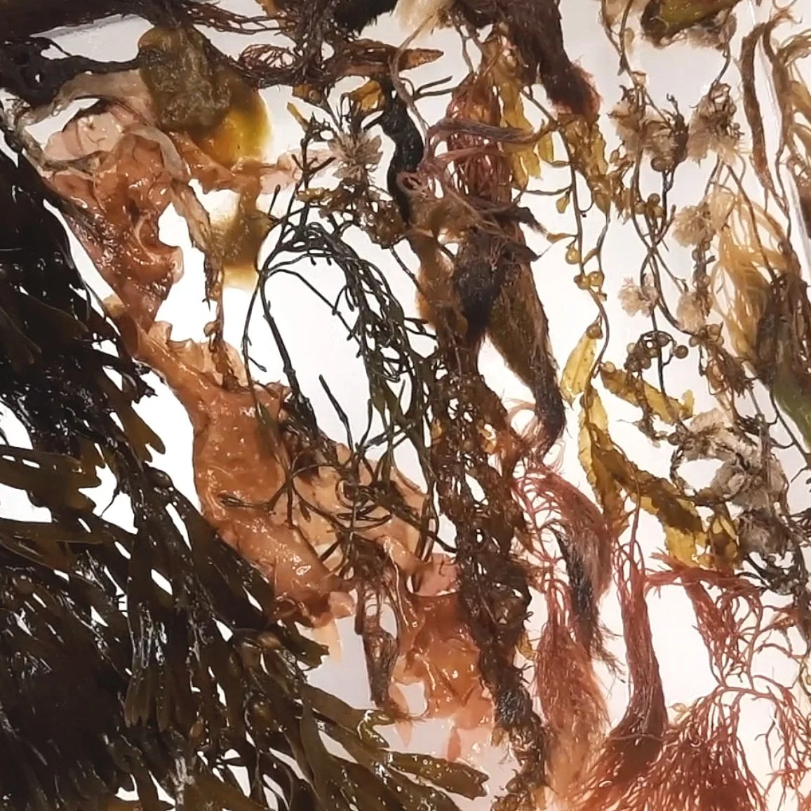 Making 'Sea of Secret Colors' (Part 1) - watch how I make this new art series