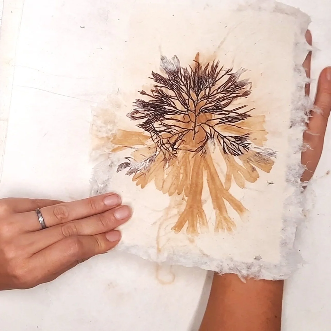 Making 'Sea of Secret Colors' (Part 2) - watch pressing & drying this new art series, and seaweed ecoprinting