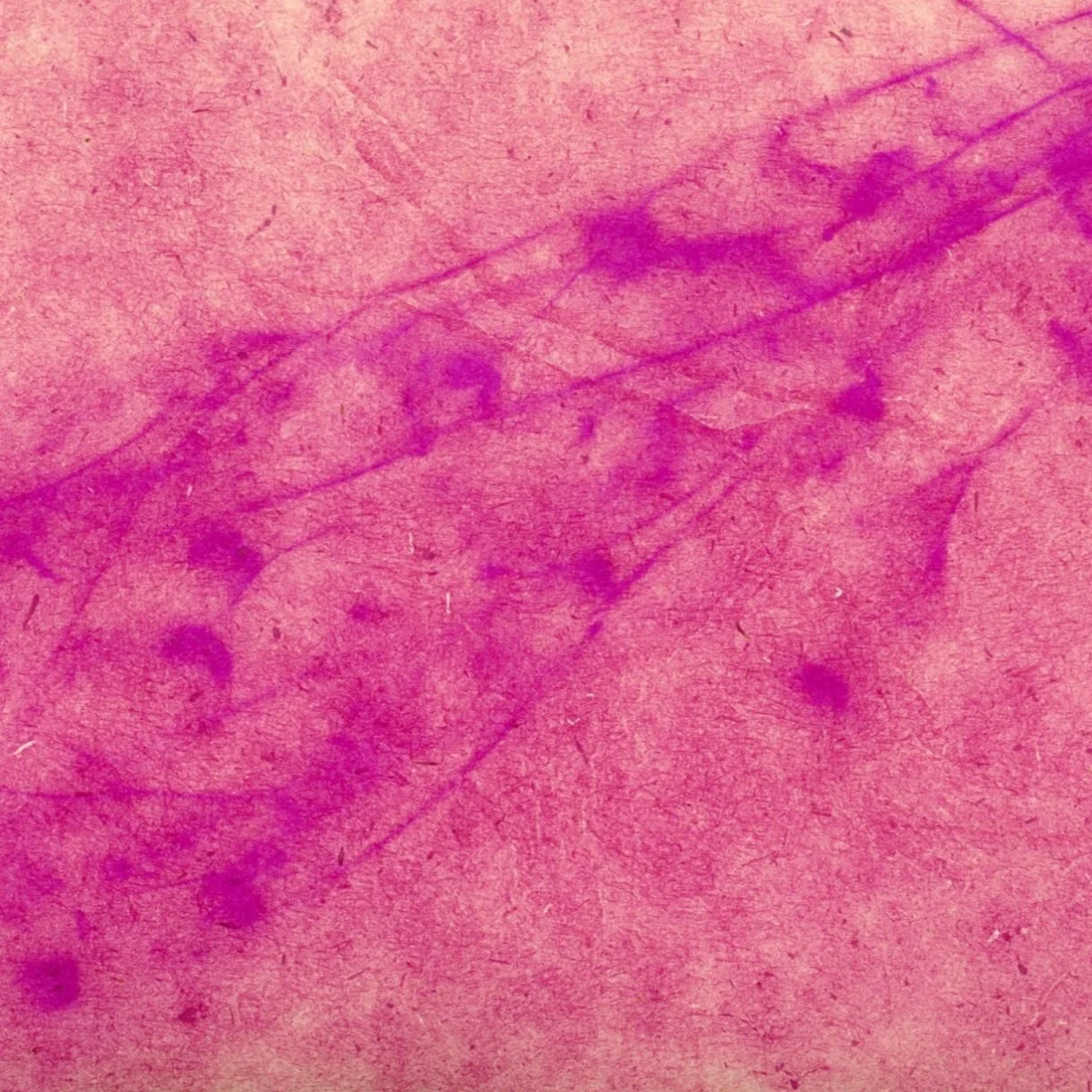 Collaborative Anthotypes 'A Living Archive' Featured in Providence Arts & Letters