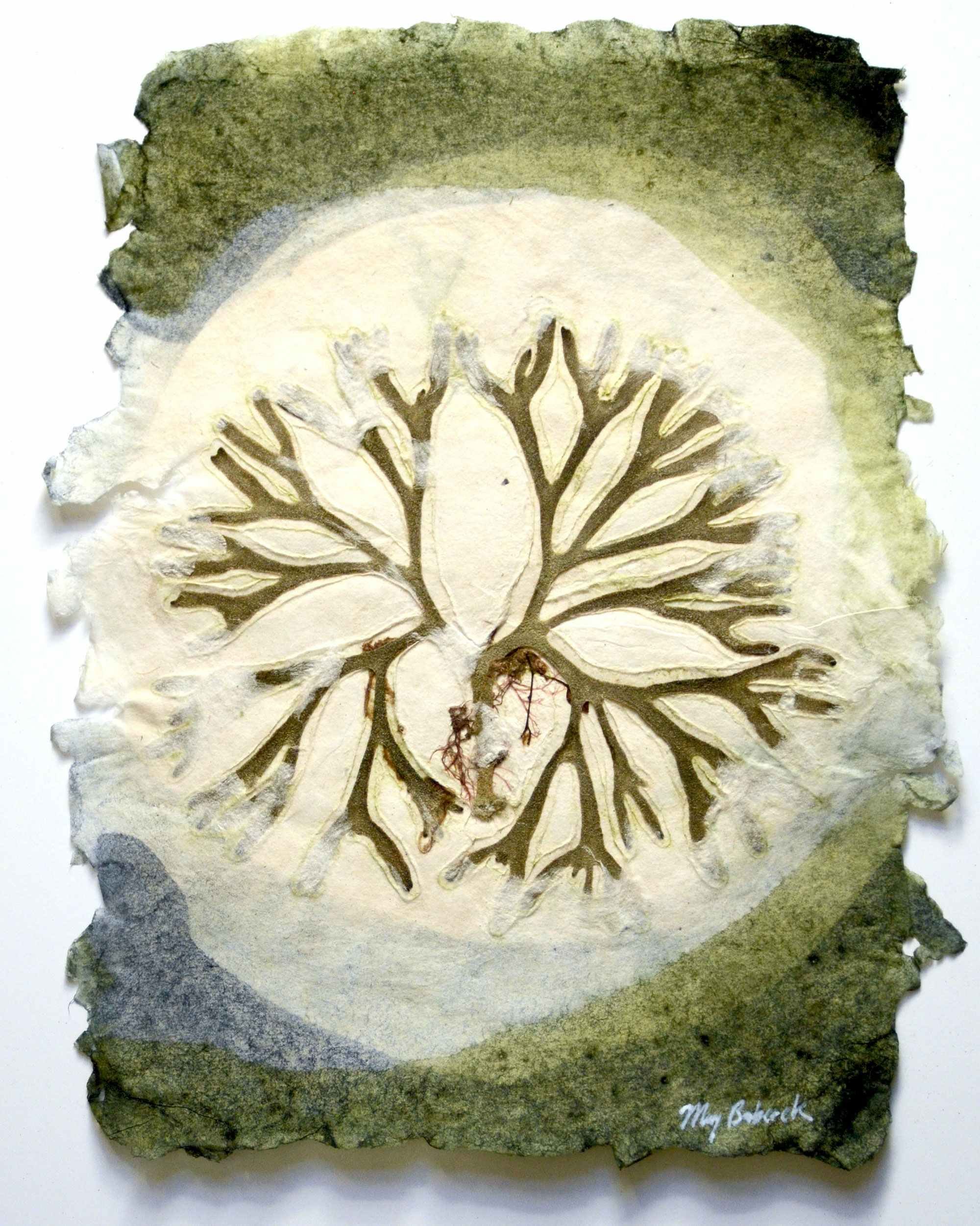 Sea of Secret Colors #13: Codium fragile