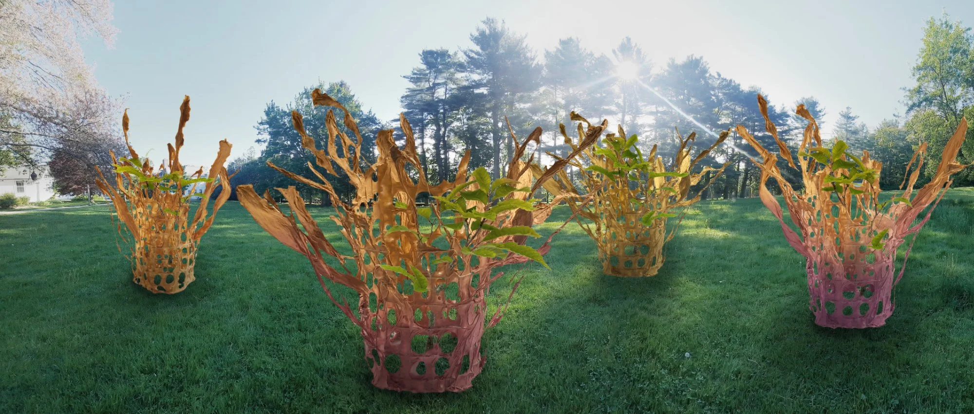 Seaside Chestnuts: A New Site-Specific Installation in Progress