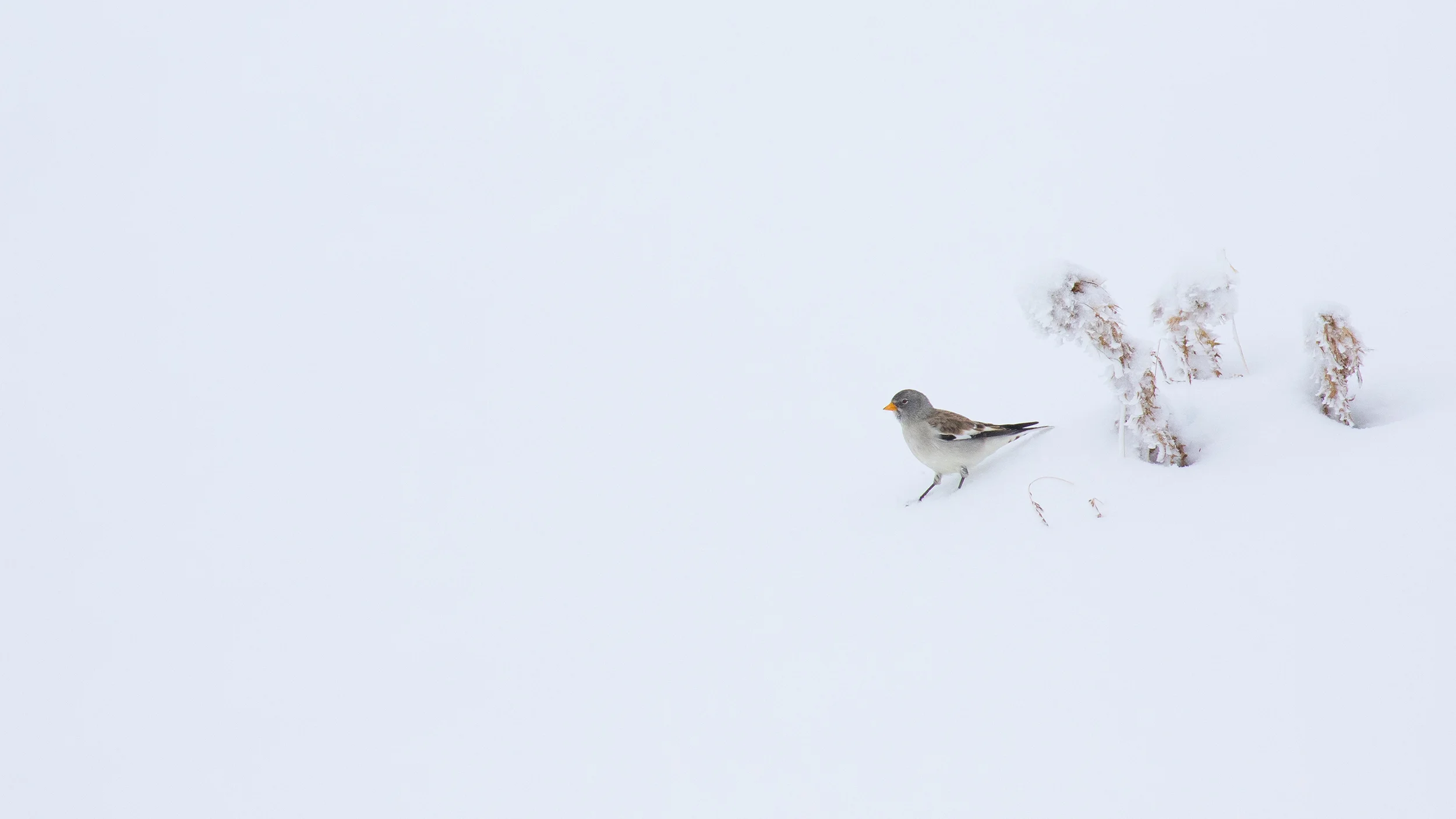 Moineau des Cimes.jpg