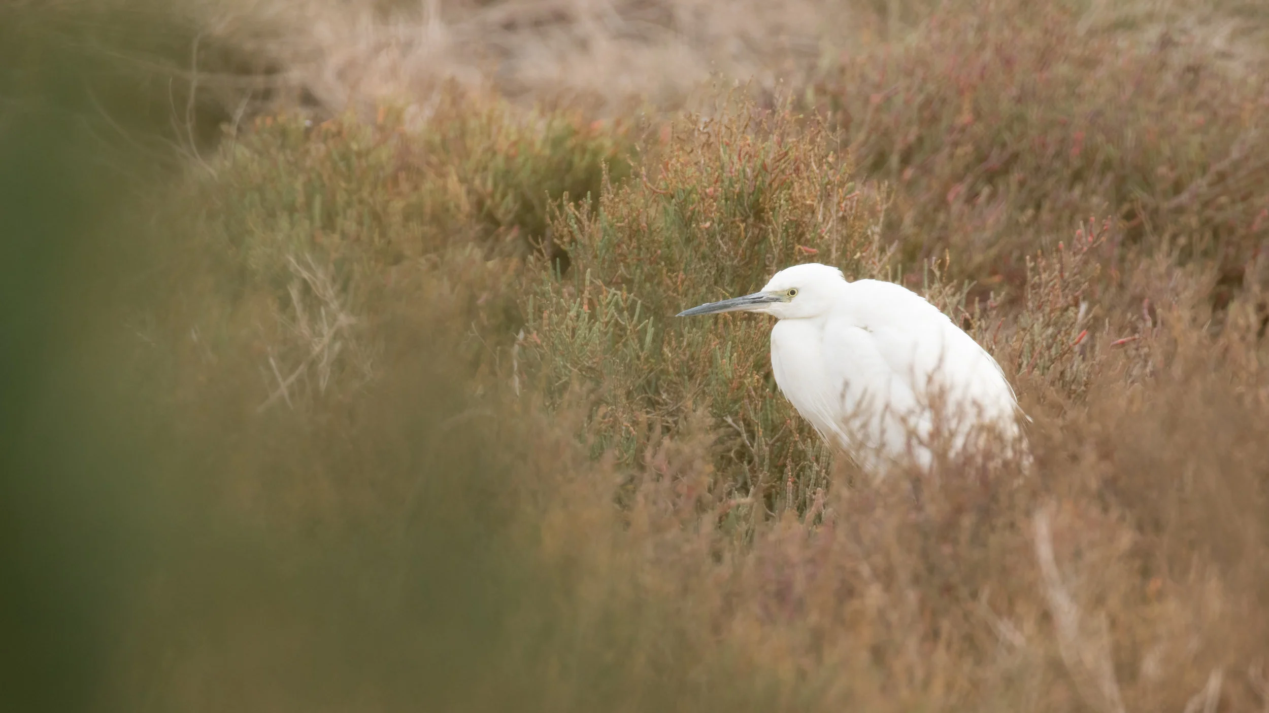 Little Egret.jpg