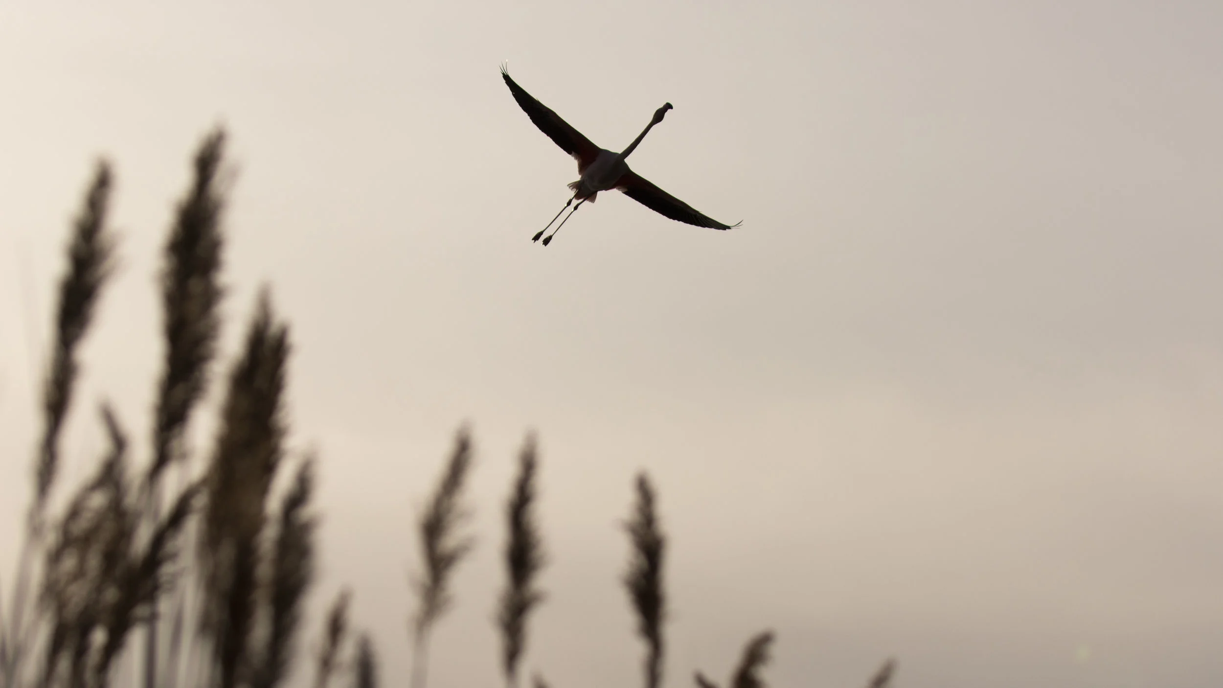 J33A2817-2018.jpg