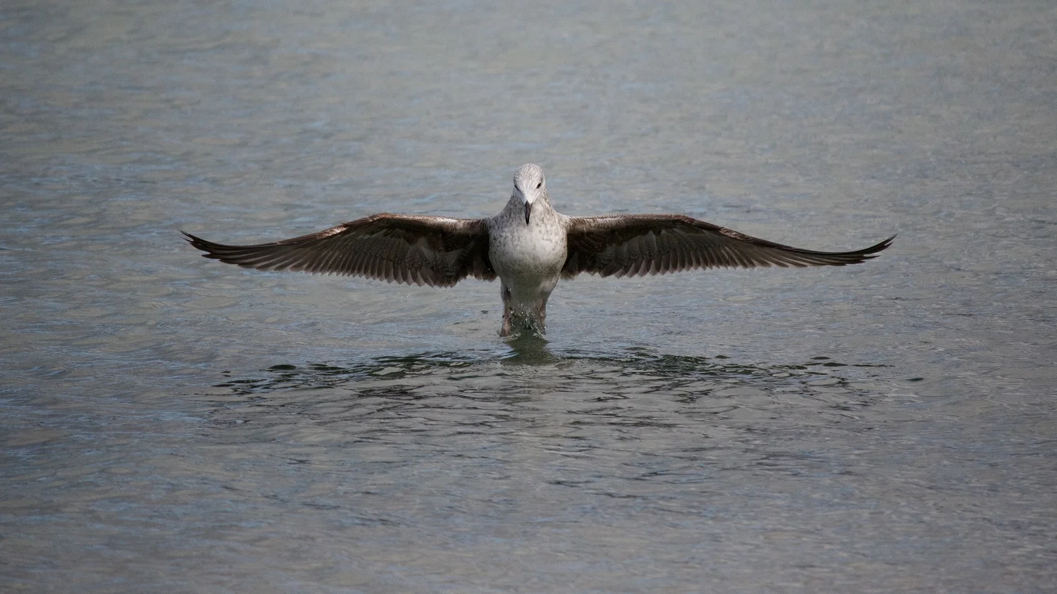 Angel Gull.jpg
