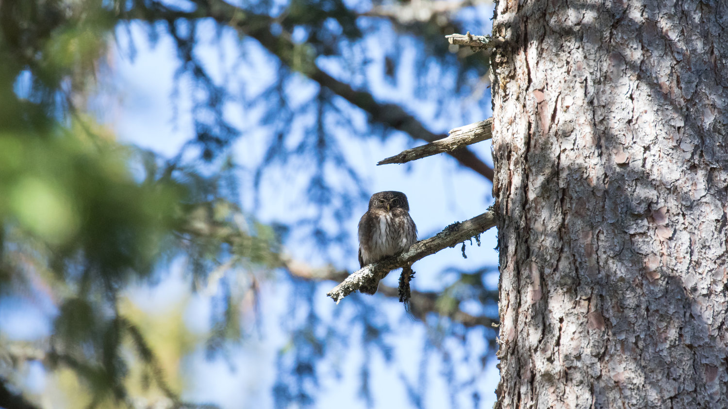 eurasian-pygmy-owl-france.jpg