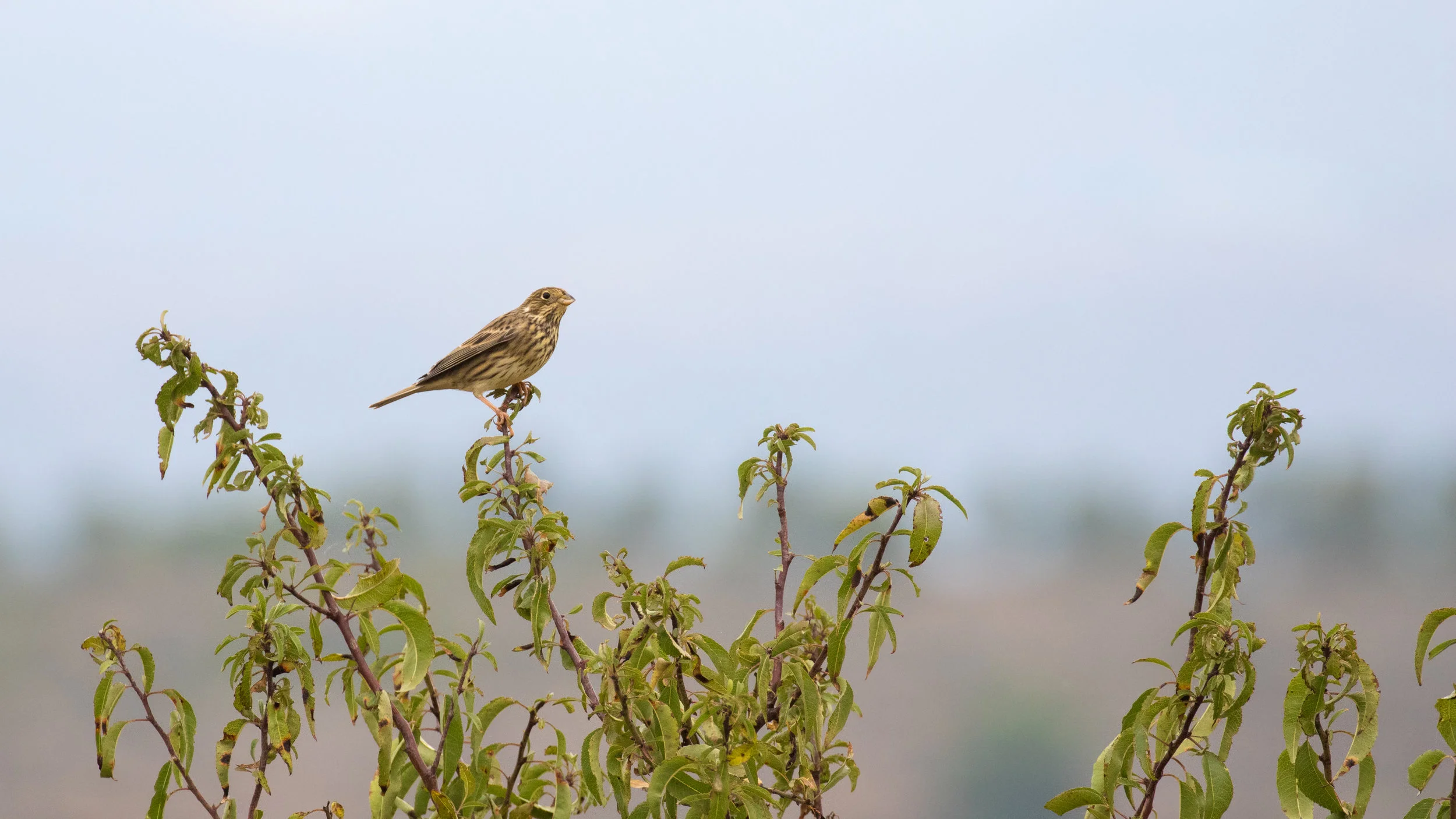 Corn Bunting.jpg
