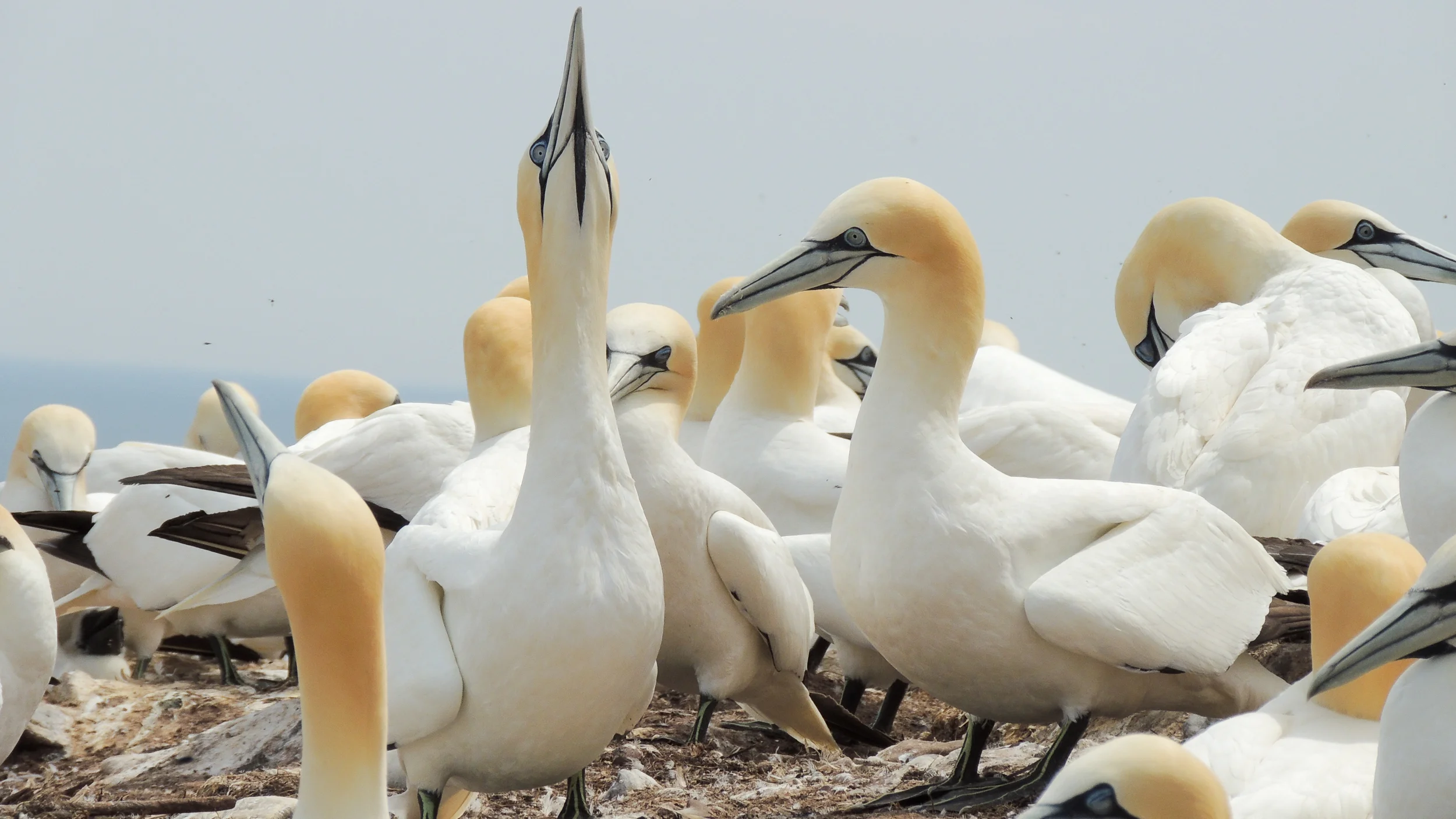 northern-gannet-606842-2.jpg