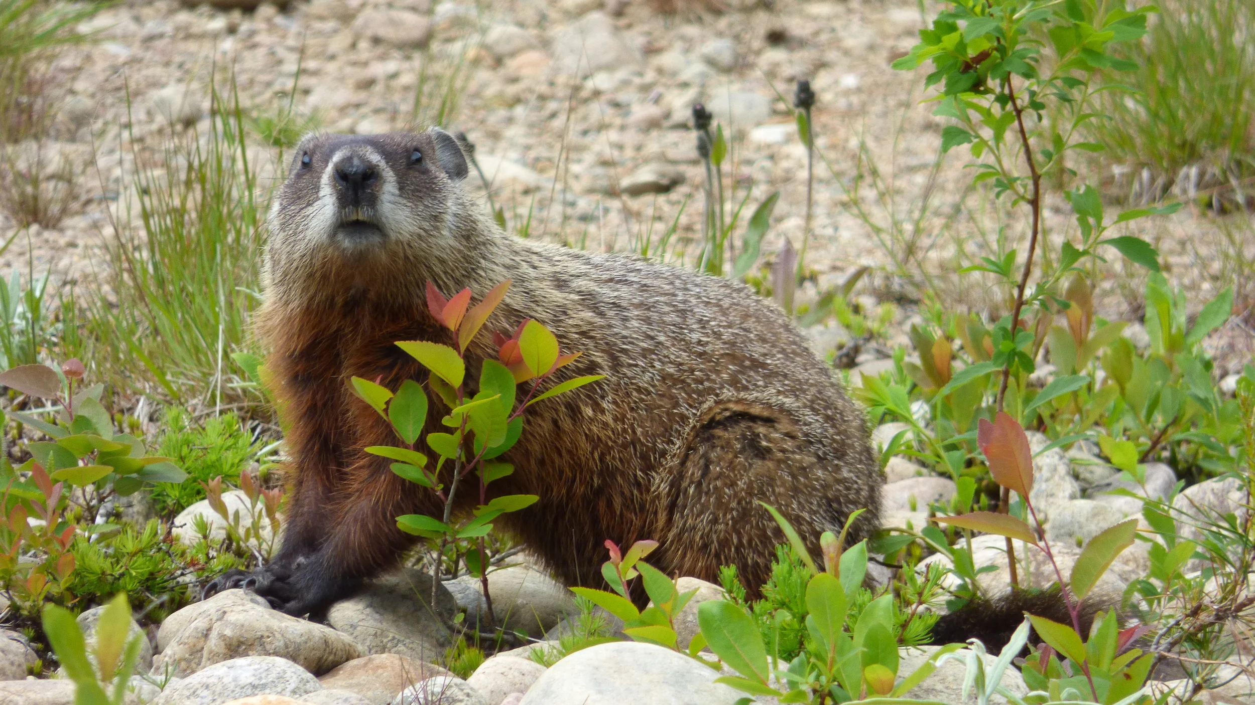 Marmotte commune (Marmota monax)-3.jpg