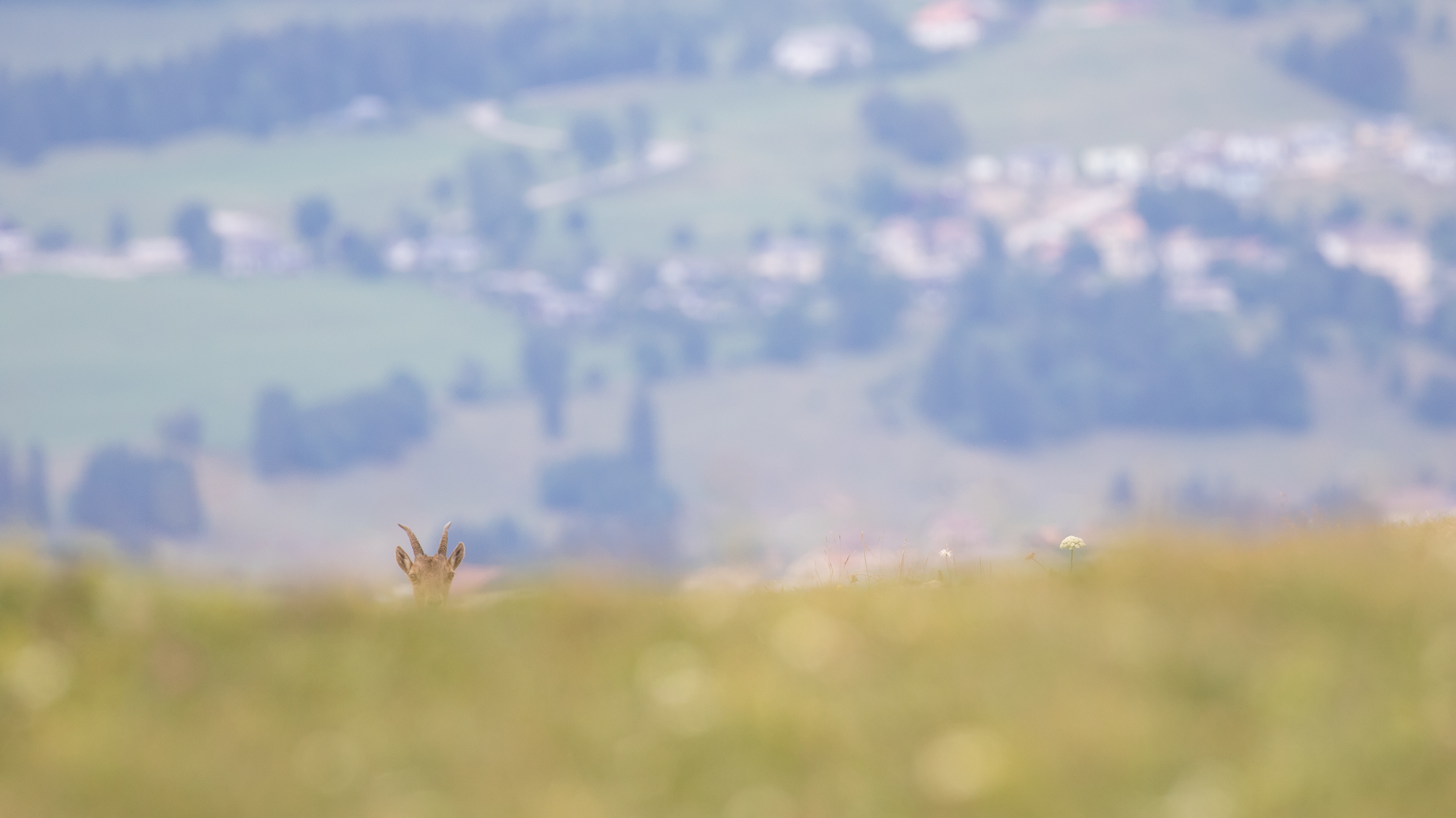 J33A6814-2019.jpg