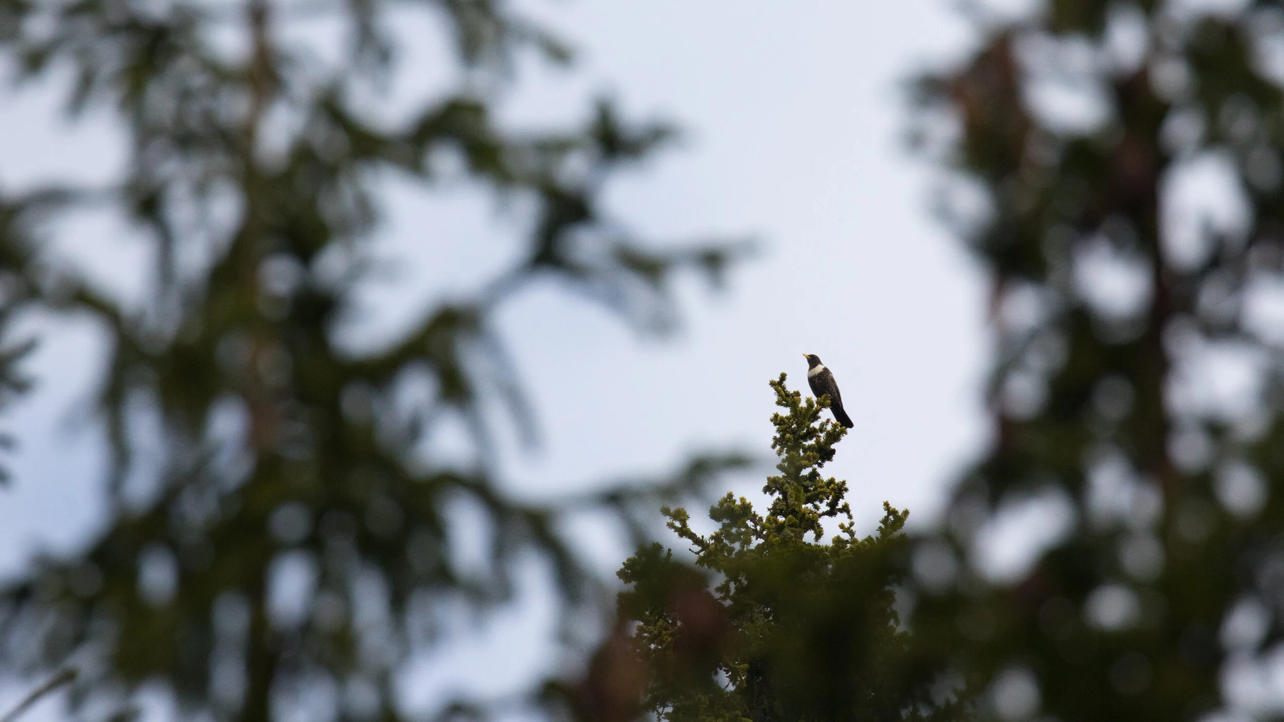 J33A0771-2019.jpg