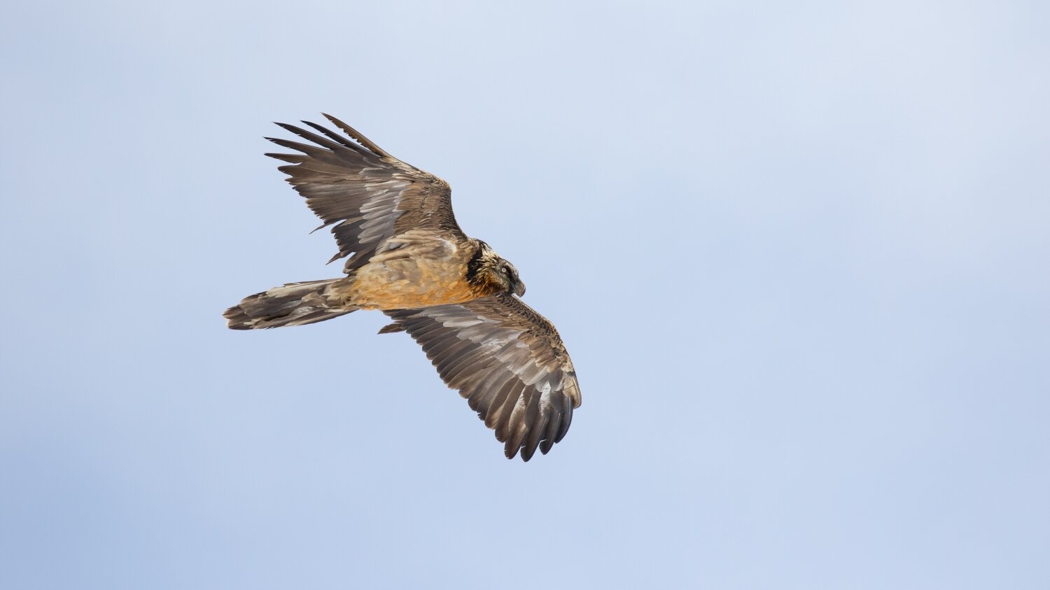 Le Gypaète barbu oiseau légendaire des Alpes — Salva Fauna — free download