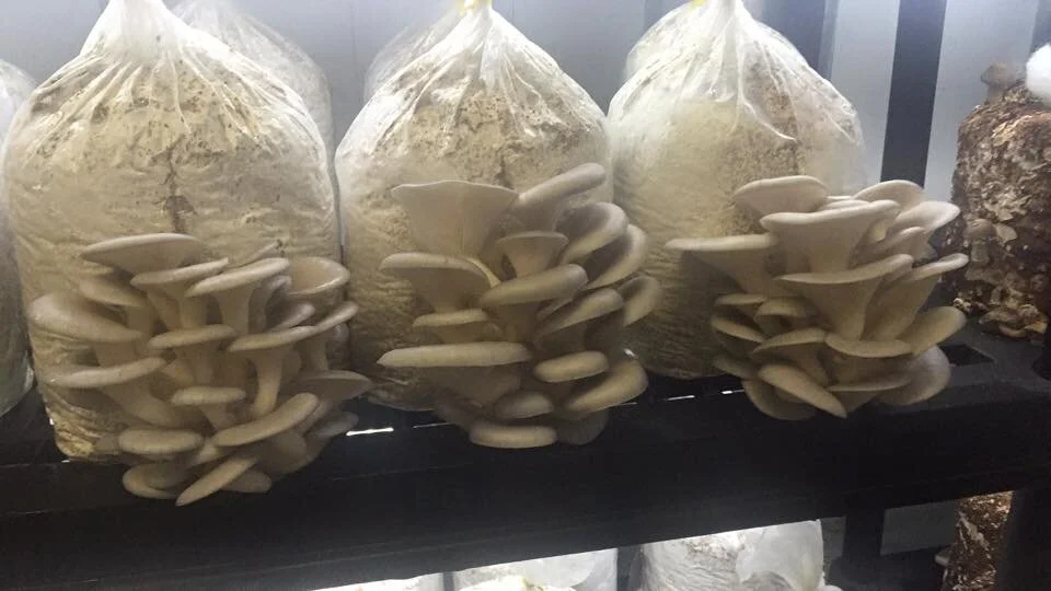 Pennybun's Mushrooms