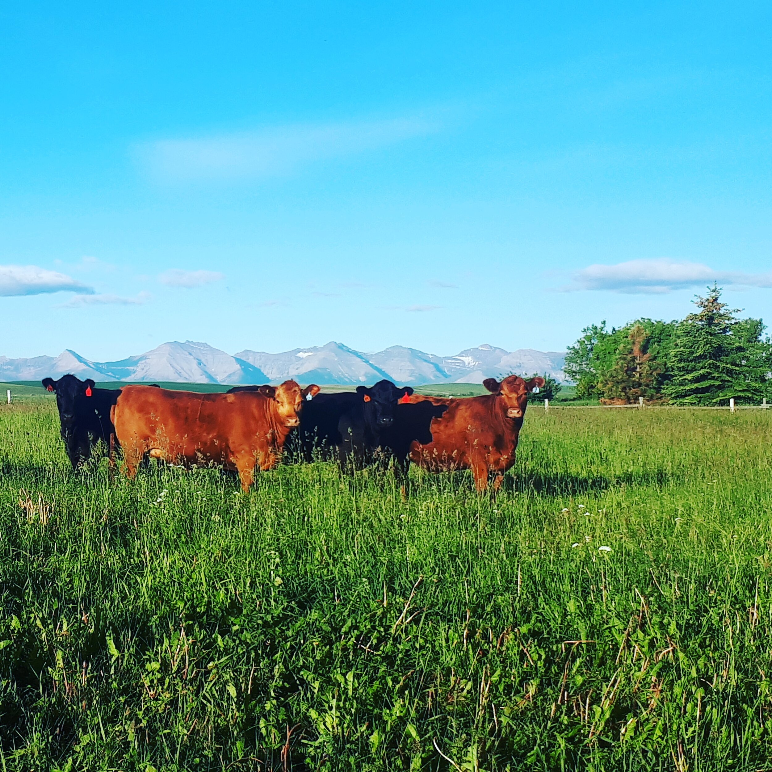Fishburn Ranch