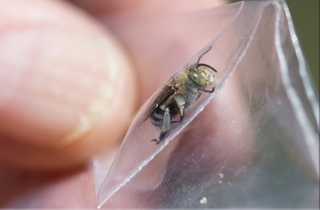 Two 'new' blue banded bee species in our area!