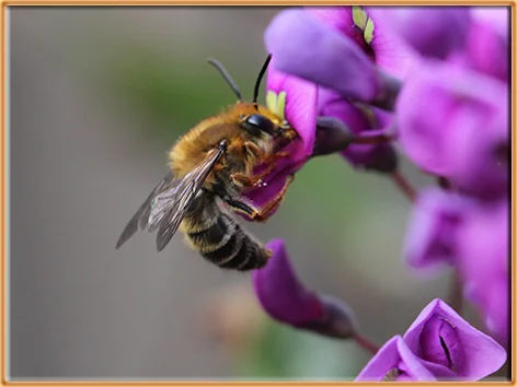 Native bees are back - four species sighted in August!