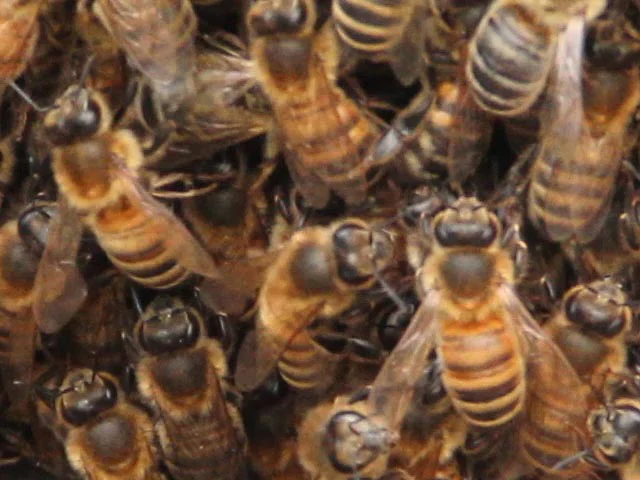 Backyard beekeepers' gathering