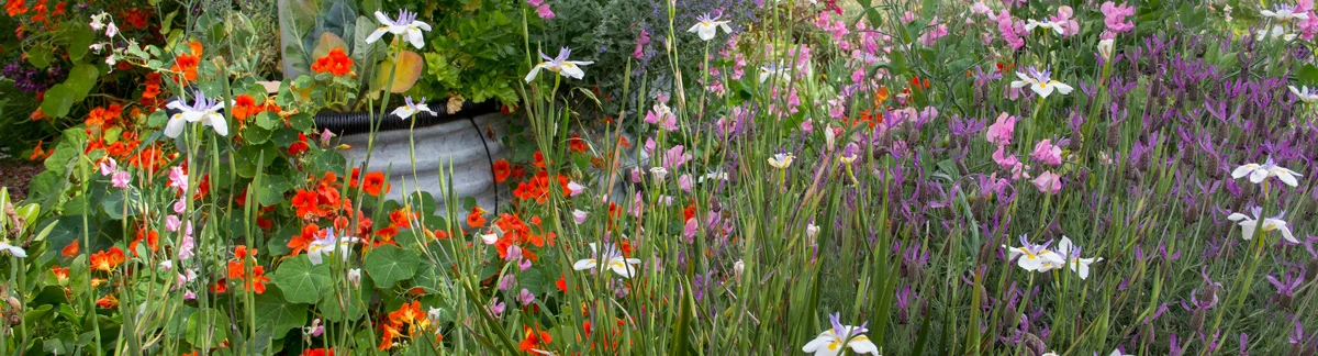 frontgarden-5.jpg