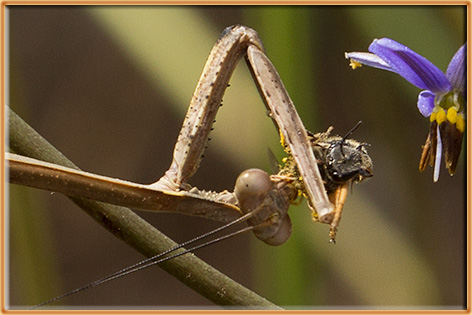 Mantis munches native bee