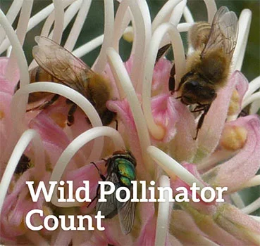 Join our Wild Pollinator Count