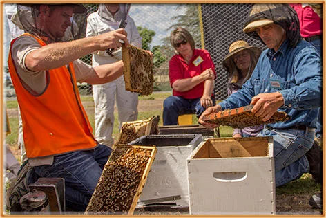 Fun at the beekeeping field day, Swanpool