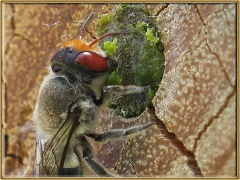 Ever seen a bee with red eyes?