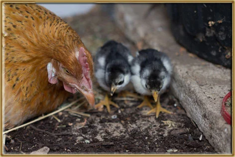 New arrivals - cheep, cheep