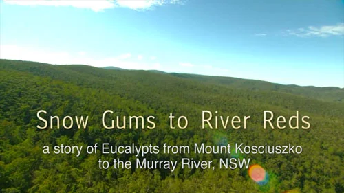 Film - Snow Gums to River Reds