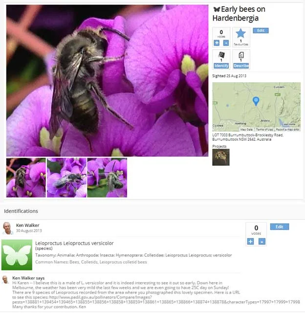 Getting some help with bee ID