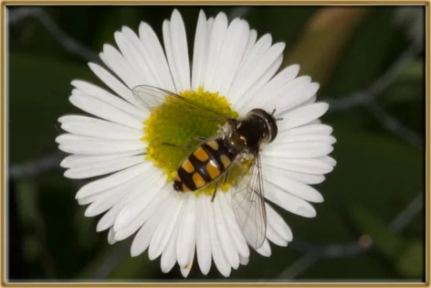Hurrah for Hover Flies