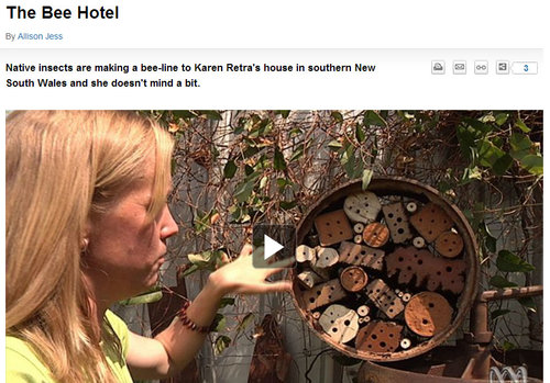 Chatting about bee hotels with ABC Goulburn Murray