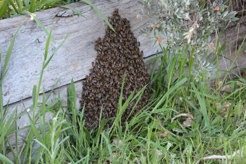 Tony's bees swarmed ... then got a new home