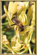 Bees on film