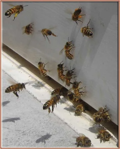 A wanna-be Beekeeper