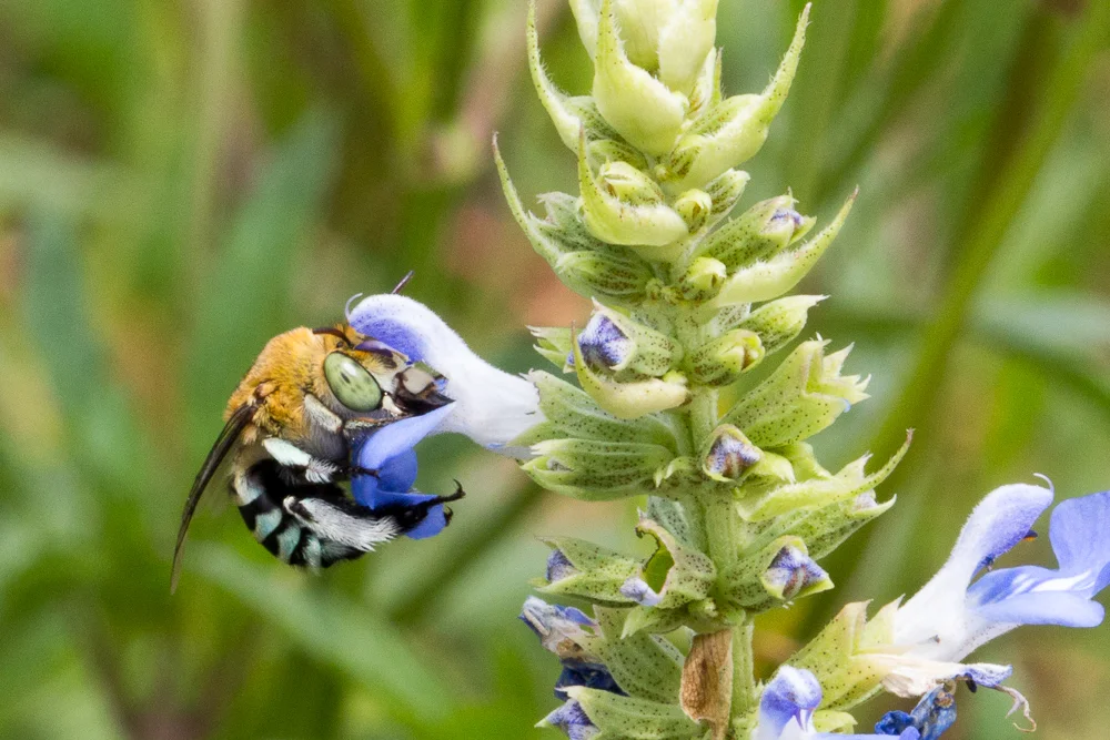 blue banded bee.jpg