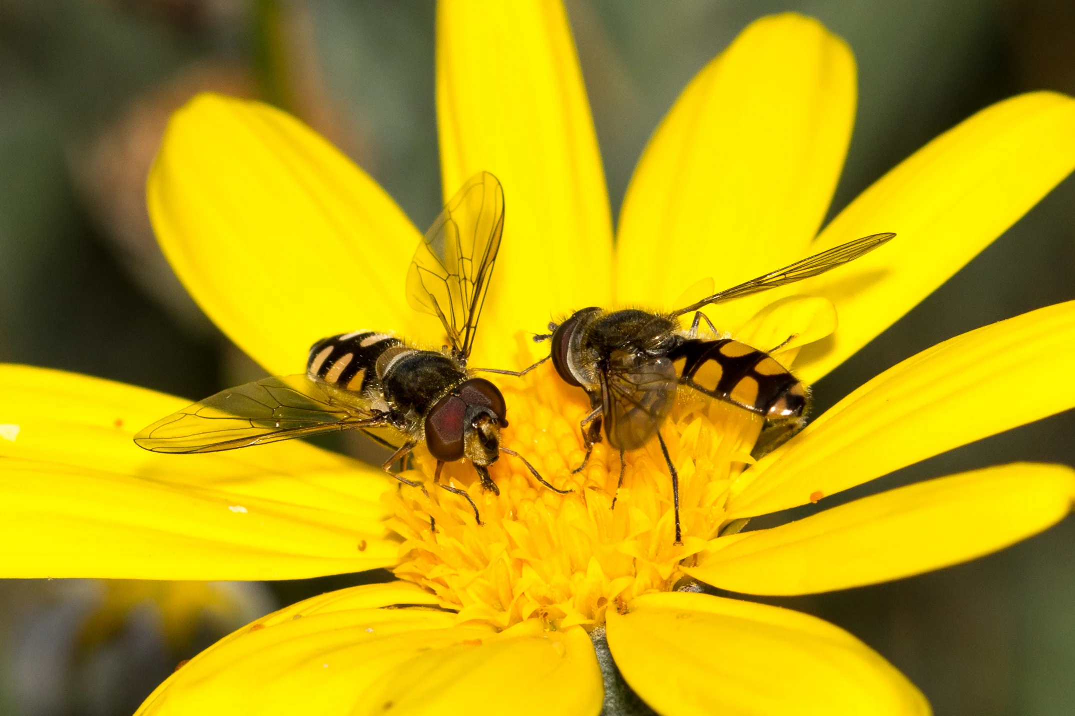 hoverflies.jpg